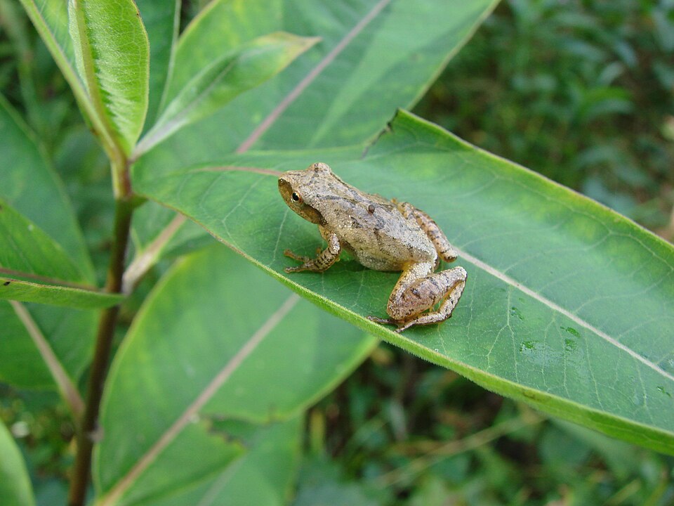 File:Pseudacris crucifer01.jpg